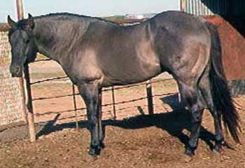 Romeo Blue ~ 37.5% Blue Valentine ~ Quarter horse stallion grandson of Blue Valentine