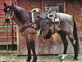 Ruano Rojo ~ Red Roan Quarter Horse Stallion Son of Blue Valentine