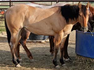 Blue Valentine, Tanquery Gin and Sugar Bars ranch bred dun filly for sale