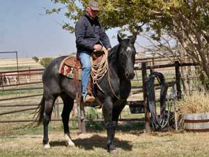 Twister Joe Hancock blue roan stallion Joe Hancock bred Owned and trained by Von Woodress Altus, Oklahoma