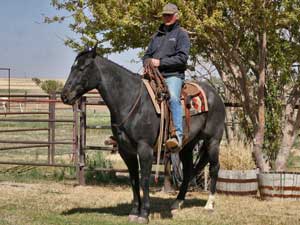 Twister Joe Hancock blue roan stallion Joe Hancock bred Owned and trained by Von Woodress Altus, Oklahoma