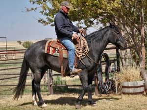 Twister Joe Hancock blue roan stallion Joe Hancock bred Owned and trained by Von Woodress Altus, Oklahoma