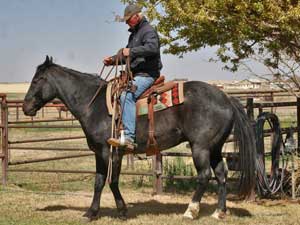 Twister Joe Hancock blue roan stallion Joe Hancock bred Owned and trained by Von Woodress Altus, Oklahoma