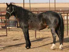 Azure Rojo ~ 25.5% Blue Valentine ~ Quarter horse stallion grandson of Blue Valentine