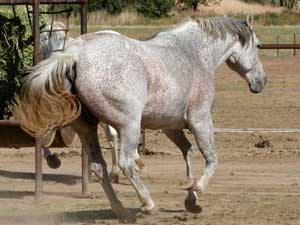 Bee Hancock Sugar gray quarter horse mare Blue Valentine bred