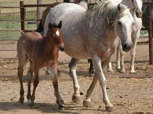 Bee Hancock Sugar gray quarter horse mare Blue Valentine bred