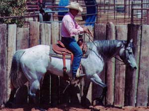 Bee Hancock Sugar flea bitten gray quarter horse mare Blue Valentine bred 4 years old