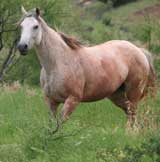 Bee Hancocks Sugar gray quarter horse Joe Hancock and Jackie Bee bred filly