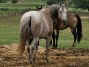 Bee Hancock Sugar gray quarter horse mare Blue Valentine bred