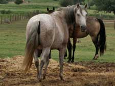 Bee Hancocks Sugar gray quarter horse Joe Hancock and Jackie Bee bred filly