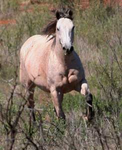 Bee Hancock Sugar gray quarter horse mare Blue Valentine bred