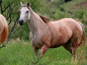 Bee Hancocks Sugar gray quarter horse Joe Hancock and Jackie Bee bred mare