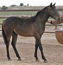 Hancock and Driftwood bred blue roan colt, lots of bone, stout and good head