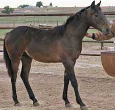 Blue Valentine, Driftwood, and the magic cross of Sugar Bars and Leo breeding