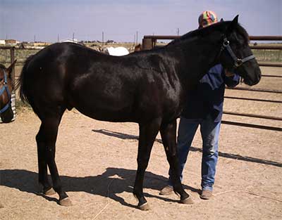 Blue Valentine and Driftwood bred ~ June 25, 2005