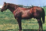 Blondy's Dude Legendary AQHA Hall Of Fame Horse