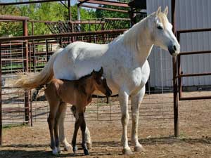 Sugars Blue Blondy quarter horse granddaughter of Blondys Dude