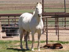 Sugars Blue Blondy quarter horse granddaughter of Blondys Dude