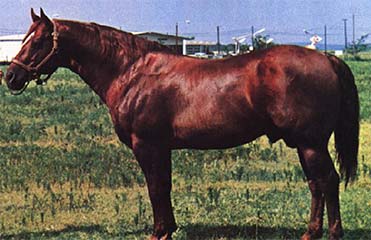 Blondy's Dude Quarter Horse Legend