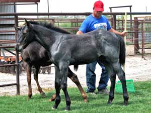 Blue Roan Horse Joe Hancock & Driftwood bred ~ sire is a son of War Concho, grandson of Joe Hancock and Driftwood and the dam is a granddaughter of Hancock's Blue Boy