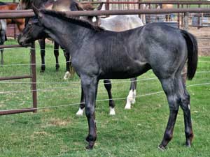 Blue Roan Horse Joe Hancock & Driftwood bred ~ sire is a son of War Concho, grandson of Joe Hancock and Driftwood and the dam is a granddaughter of Hancock's Blue Boy