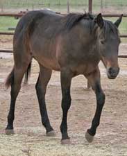 Hancock and Driftwood bred blue roan colt, lots of bone, stout and good head