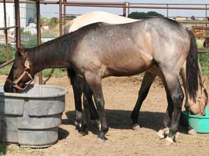 Dash For Cash and Joe Hancock - Blue Valentine bred blue roan quarter horse 