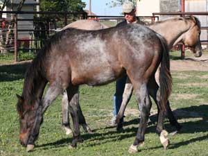 Blue roan colts for sale in Texas with Joe Hancock, Blue Valentine & Dash For Cash bloodlines at CNR Quarter Horses in Lubbock, Texas