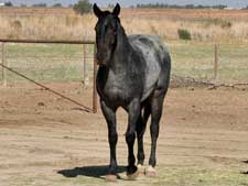 Blue Valentine, Dry Doc, Doc Tari and Joe Hancock bred quarter horse for sale