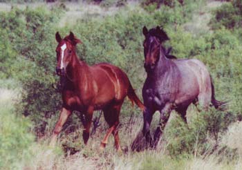Joe Leo Bueno blue roan filly Joe Hancock and Leo bred mare