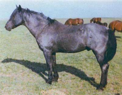 Blue Valentine ~ One of the greatest arena horses