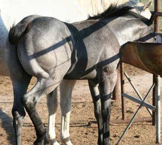 Triple bred Blue Valentine and Sugar Bars bred blue roan colt