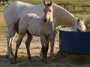 Blue roan colt for sale in Texas with Joe Hancock, Blue Valentine & Dash For Cash bloodlines at CNR Quarter Horses in Lubbock, Texas