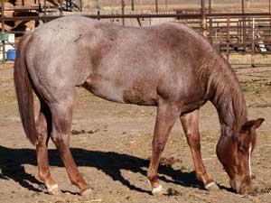 Blue Valentine, Joe Hancock, Sugar Bars and Blondy's dude bred red roan filly for sale