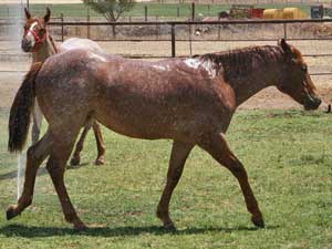 Hancock's Blue Boy & Blue Valentine bred ~ sire is a grandson of Blue Valentine and the dam is a granddaughter of Hancock's Blue Boy