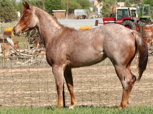 Blue Valentine, Joe Hancock, Sugar Bars and Blondy's dude bred red roan filly for sale