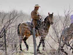Stout, heavy bone foundation quarter horses that make good using horses and last all day