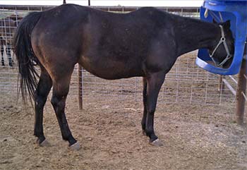 Miss Woody Holder Blue Valentine bred mare