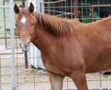 Triple bred Blue Valentine and the magic cross of Sugar Bars and Leo breeding