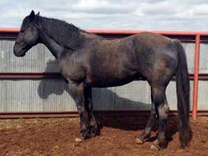 AQHA Bonsey Holder blue roan quarter horse stallion son of Limited Hancock blue roan son of Hancock's Blue Boy at Holder Quarter Horses in Knox City, Texas