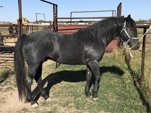 AQHA Bonsey Holder blue roan quarter horse stallion son of Limited Hancock blue roan son of Hancock's Blue Boy at Holder Quarter Horses in Knox City, Texas