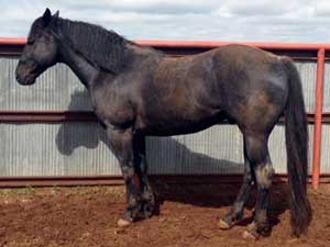 AQHA Bonsey Holder blue roan quarter horse stallion son of Limited Hancock blue roan son of Hancock's Blue Boy