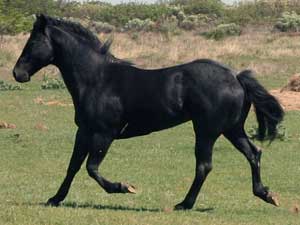 AQHA Bonsey Holder blue roan quarter horse stallion son of Limited Hancock blue roan son of Hancock's Blue Boy at Holder Quarter Horses in Knox City, Texas