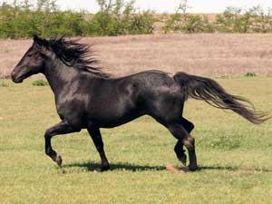 AQHA Bonsey Holder blue roan quarter horse stallion son of Limited Hancock blue roan son of Hancock's Blue Boy at Holder Quarter Horses in Knox City, Texas