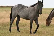 AQHA Bonsey Holder blue roan quarter horse stallion son of Limited Hancock blue roan son of Hancock's Blue Boy at Holder Quarter Horses in Knox City, Texas