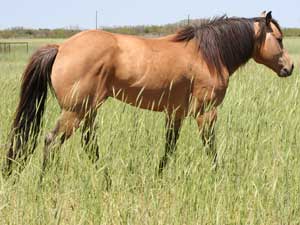 AQHA Bonsey Roo Holder buckskin quarter horse stallion grandson of Buckaroos Chant ~ Driftwood Ike and War Chant bred ~ Standing stud at Holder Quarter Horses in Knox City, Texas