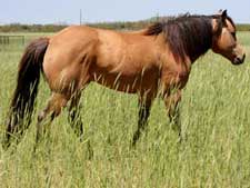Joe Hancock and Driftwood bred buckskin stallion