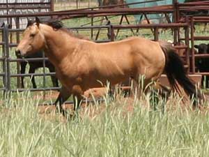 AQHA Bonsey Roo Holder buckskin quarter horse stallion grandson of Buckaroos Chant ~ Driftwood Ike and War Chant bred ~ Standing stud at Holder Quarter Horses in Knox City, Texas