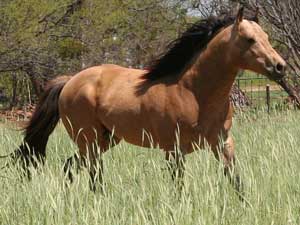 AQHA Bonsey Roo Holder buckskin quarter horse stallion grandson of Buckaroos Chant ~ Driftwood Ike and War Chant bred ~ Standing stud at Holder Quarter Horses in Knox City, Texas