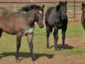 First Down Dash, Boon Bar and Blue Valentine blue roan filly for sale in Texas